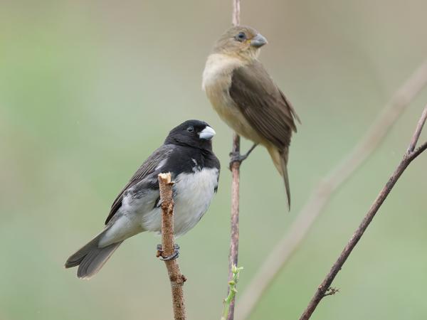 Geelbuikdikbekje (Sporophila nigricollis)